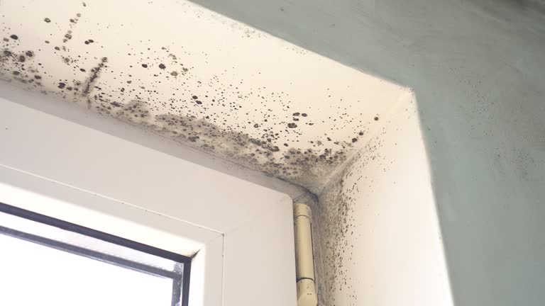 Why You Should Choose Our Mold Remediation Services in Independence, WI